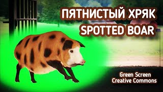 ПОРОСЁНОК GREEN SCREEN ФУТАЖ. ХРОМАКЕЙ АНИМАЦИЯ пятнистая свинья на зелёном фоне.