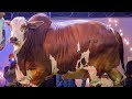 Heavy Bulls Catwalk || Surti Cattle Farm || Bulls Showcase