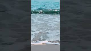 Winter Ocean Wave Sounds in Busan, S. Korea