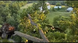 Decorah Eagles- Breakfast On The Y Branch