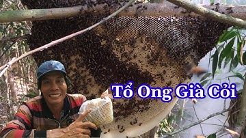 Bắt Ong Rừng Tổ Ong Mật Già Cỏi Quá Buồn @Lực 68 TV #7