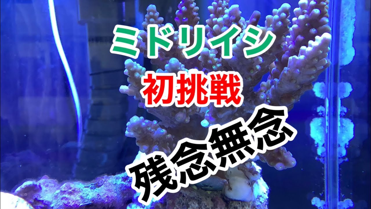 スゲがダメになってしまいました…残ったミドリイシも…