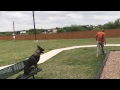 German Shepherd German Shepherd