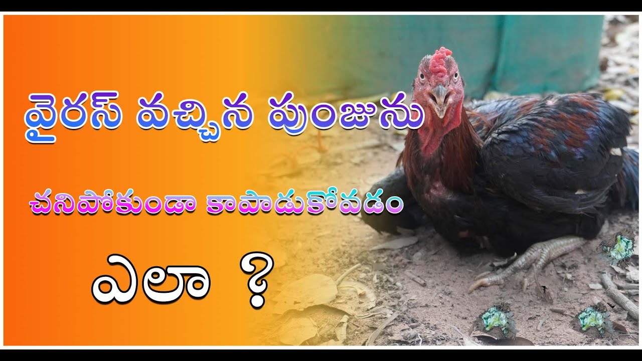 వైరస్ వచ్చిన పుంజును  కాపాడుకోవడం ఎలా ? || how to treat new castle disease in our farm