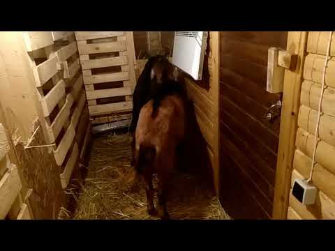 Полиэстричные козы.