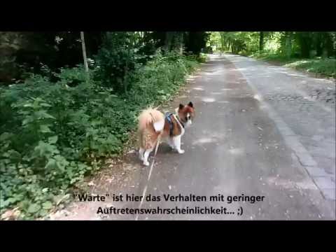 Video: Wie Man Das Premack-Prinzip Auf Das Hundetraining Anwendet