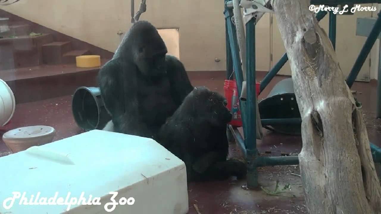 Philadelphia Zoo Gorillas Motuba and Kira in a Romantic Mood - YouTube