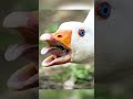 Animals tounges  shorts foryou animals lion duck youtubeshorts fyp fyp xyzbca viral