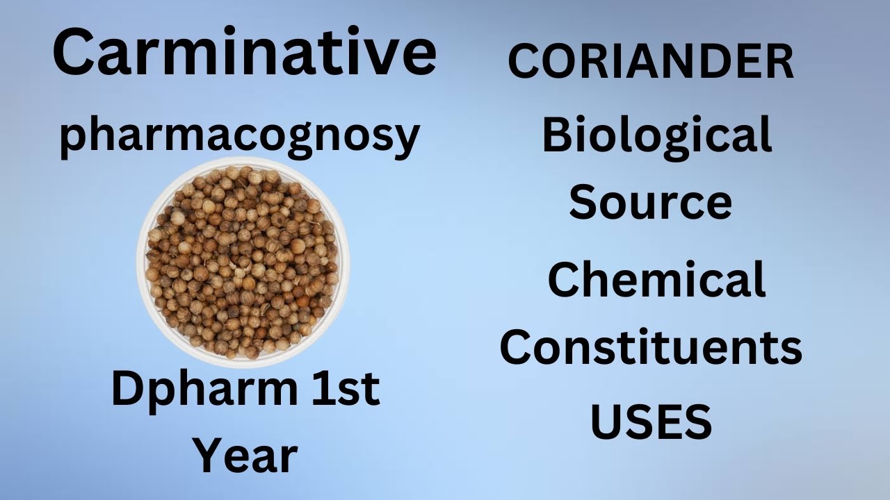 Coriander Carminatives Pharmacognosy Dpharm Crude Drug Hindi and