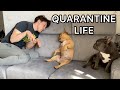 Quarantine Life With 2 Dogs の動画、YouTube動画。