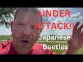 Japanese Beetle Attack