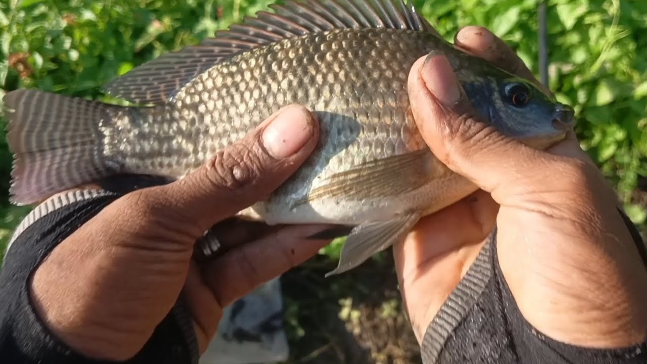 സിലോപ്പി മീൻ പിടുത്തം 🎣😮MKDfishinghunting #fishing #fish #fishingequipment #Fishingvideo #