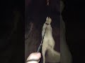 Dogo Argentino Luna walk