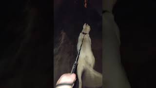 Dogo Argentino Luna walk