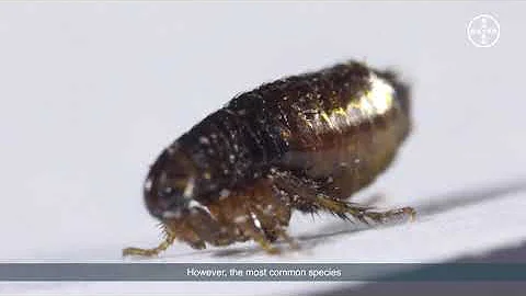 Lifecycle of a flea   Video 3   Blood Feeding - DayDayNews