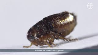 Lifecycle of a flea   Video 3   Blood Feeding