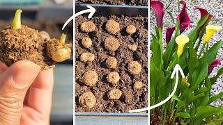 How To Plant Calla Lily Bulbs Rhizomes Waking Up My Calla Lilies