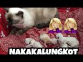 PAANO MANGANAK ANG PUSA/ NANGANAK NA SI CHLOE(my cat)NAMATAY MGA ANAK NYA😭