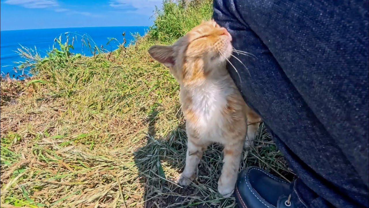 猫村かなと Lonely Cat Living at a Scenic Viewpoint Turns into a Total Cuddle