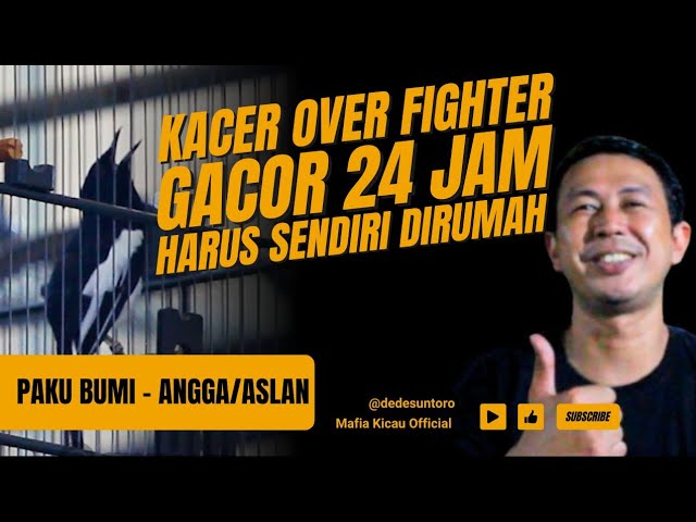 KACER INI HARUS SENDIRI ❗ KACER PAKU BUMI - KACER GACOR 24JAM - KACER NAGEN class=