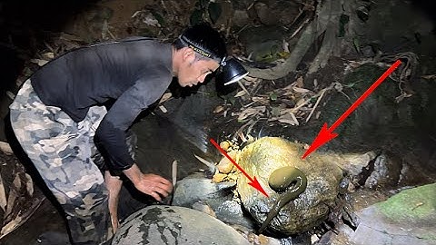 Soi Đêm Bắt Cá Suối Lãng Tử Rung Sợ Khi Gặp Phải Con Này Giữa Rừng Già 🥶