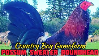 Possum Sweater Roundhead  Country Boy Gamefarm  California USA