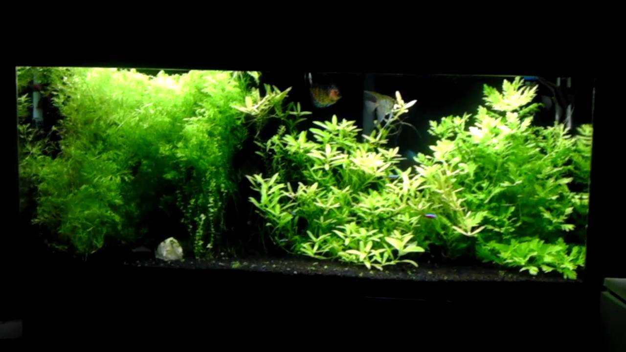 Removing Green Spot Algae From Acrylic Aquarium - MaxresDefault