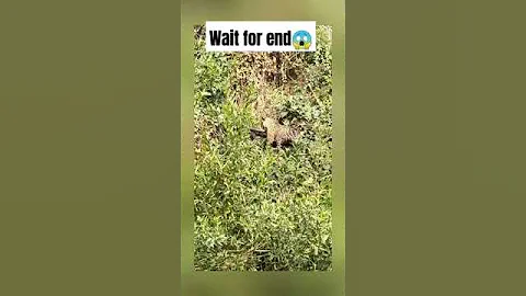 Cheetah carry crocodile😱 #wildlife #animal #nature #cheetah #crocodile