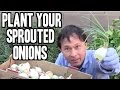 Plant Your Sprouted Onions to Make More Onions!