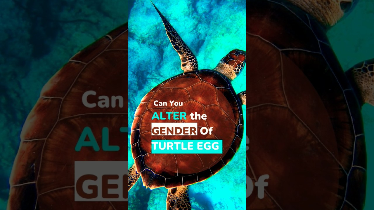 Can We Really Control the Gender Of Turtle Hatchlings? 