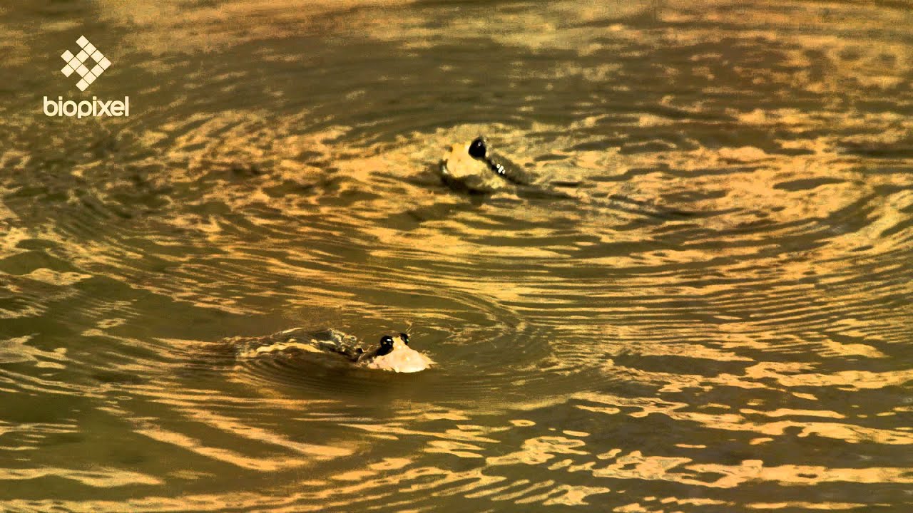 Background video thumbnail