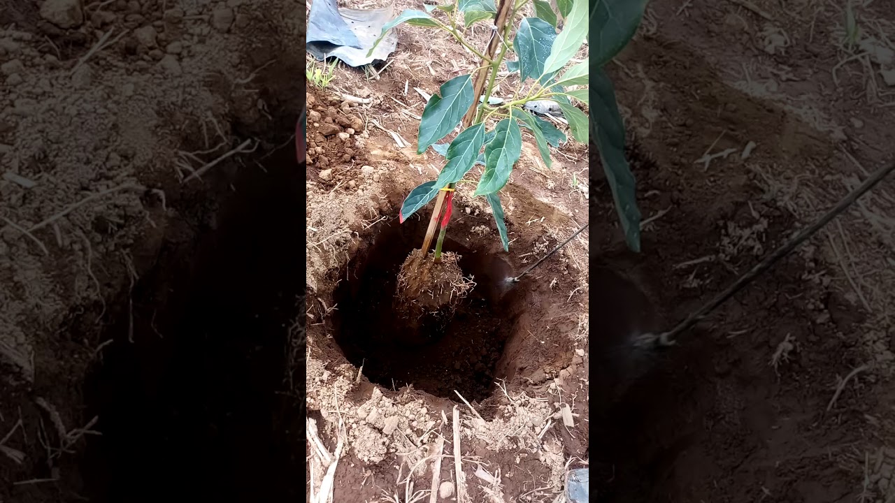 Como plantar un aguacate correctamente vivero agrocupanda 🥑