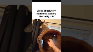 Cat Belly Rub Cat Belly Rub