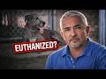 This Dog Was Loving at Home… But Dangerous Outside | Cesar 911