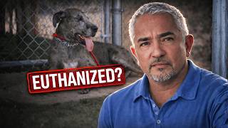 This Dog Was Loving at Home… But Dangerous Outside | Cesar 911