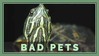 Red Eared Sliders are Bad Pets (For most people) - Pet Turtles