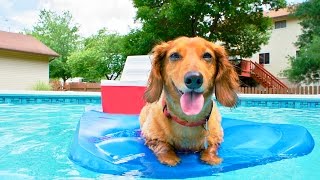 Dogs having fun at the Pool #113 by Dogs Are Awesome - Funny Dog Videos 4,294 views 7 years ago 2 minutes, 45 seconds