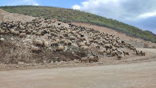 The sheep came here to commit suicide!جاءت الخراف هنا لتنتحر!