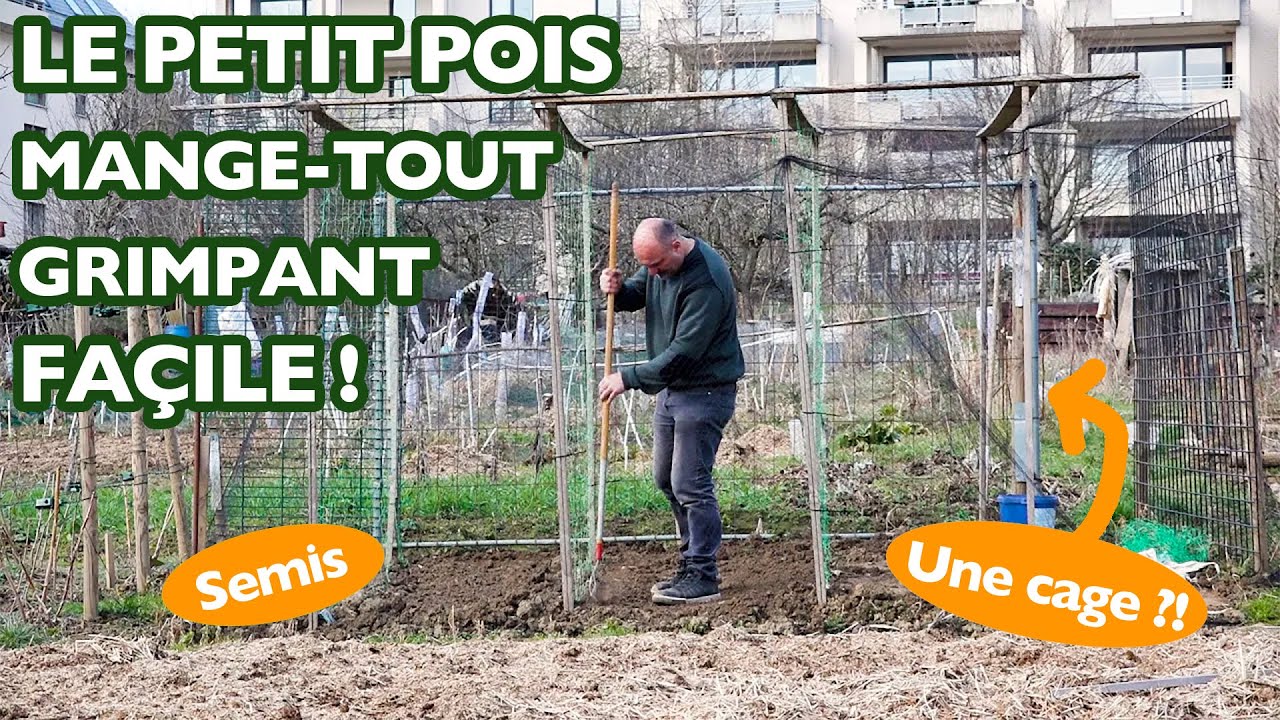 Comment Semer Les Petits Pois "MangeTout" Grimpants YouTube — free download