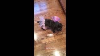 Dog in tutu walks on front paws
A dog dressed in a tutu and wings walks on its front paws.
Ref 31889 To license contact info@lpe360.com
https://lpe360.com/video/Dog-in-tutu-walks-on-front-paws Dog in tutu walks on front paws