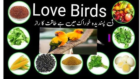 Love Birds Food || Lovebirds Food List | Subscribe my channel