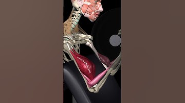 Bigger Arms with Preacher Curls #PreacherCurls #MuscleandMotion