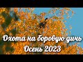 Охота на боровую дичь. Осень 2023. Грей выгнал Глухаря прямо в лоб! Собираем грибы.