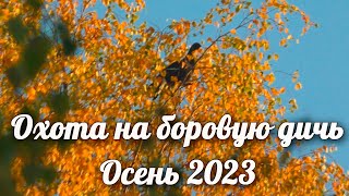 Охота на боровую дичь. Осень 2023. Грей выгнал Глухаря прямо в лоб! Собираем грибы.