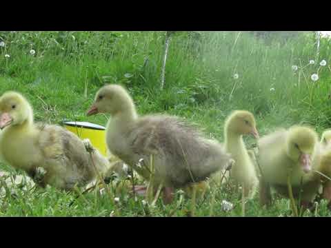 Geese, goslings, little goslings. Geese in nature | Гуси гусенята ...