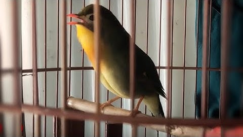 Ocehan Lantang Burung Robin Gacor Bersuara Merdu