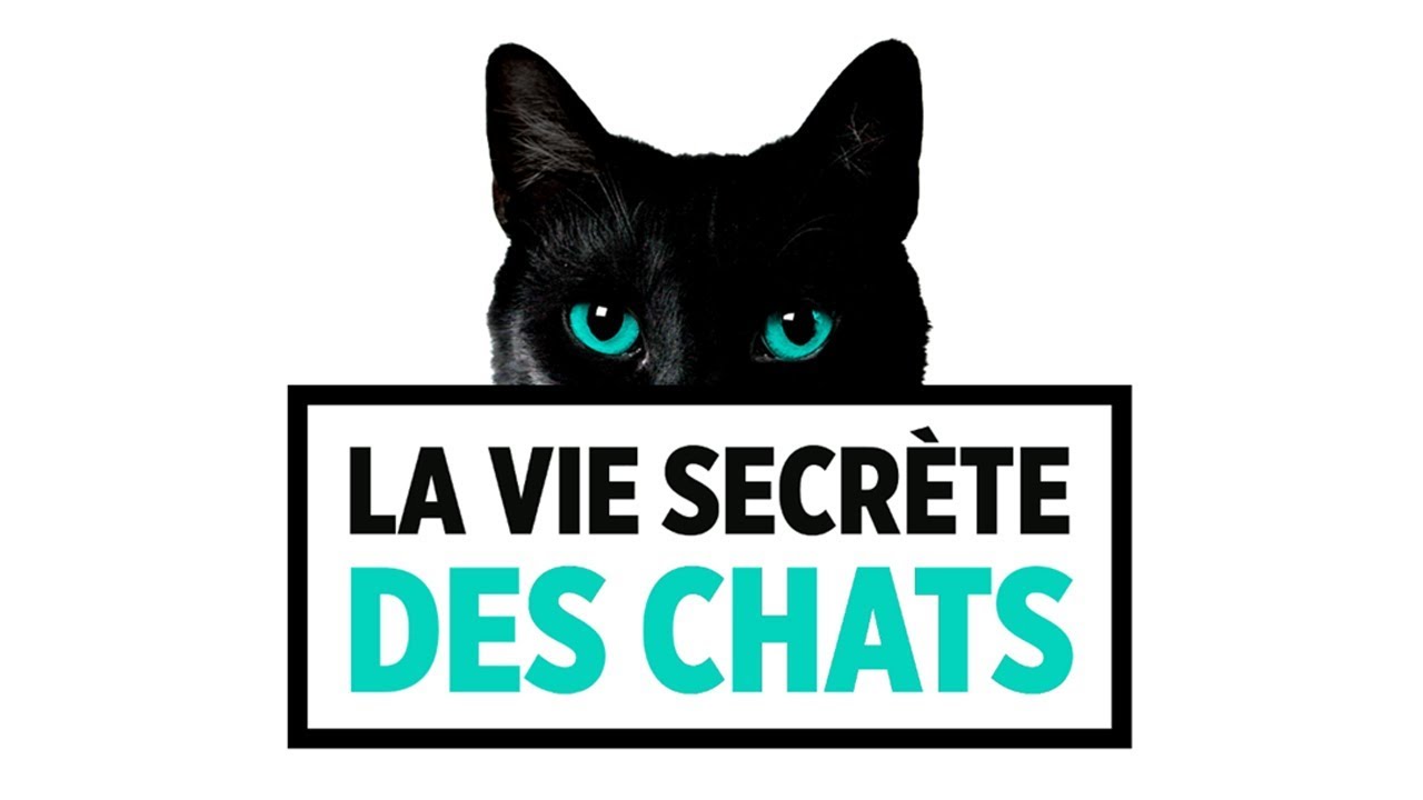 TF1 / La vie secrète des chats - YouTube