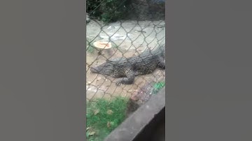 CÁ  sấu Hồ Núi Cốc - THái NGuyên