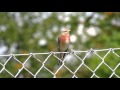 Konopka obecna Carduelis cannabina Common Linnet Adolf Goebel