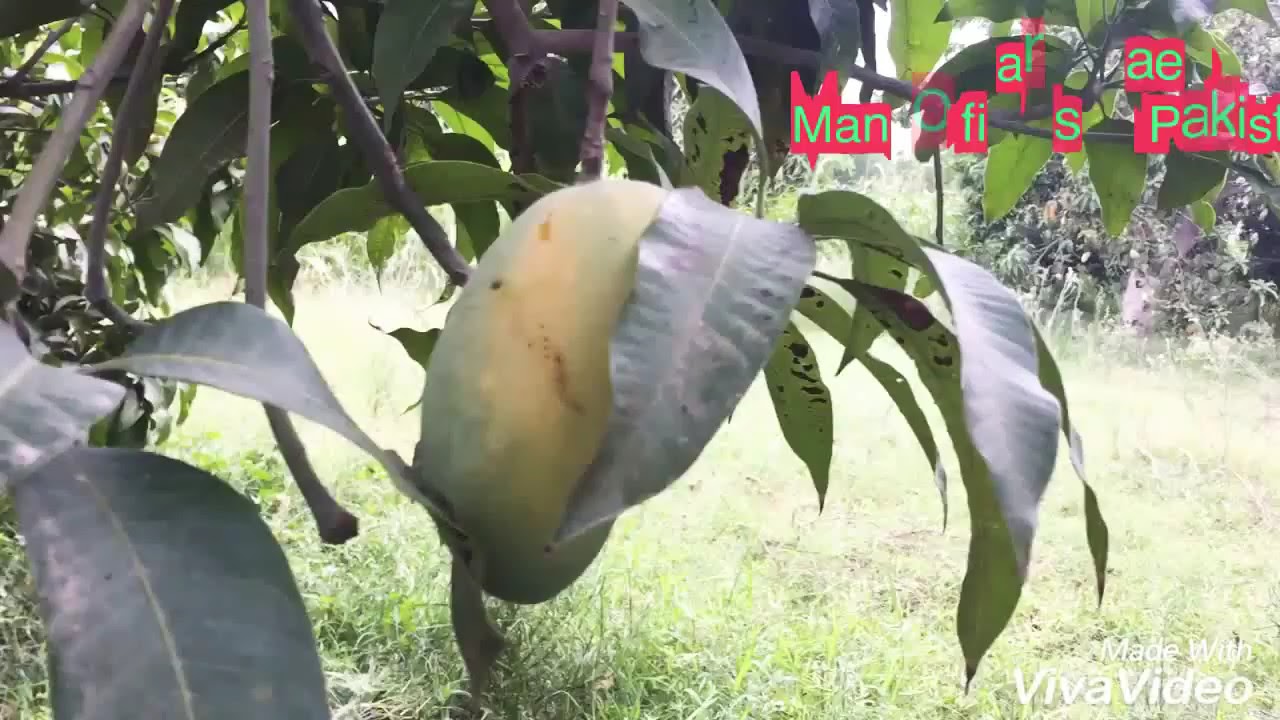 Mangos of Pakistan, 